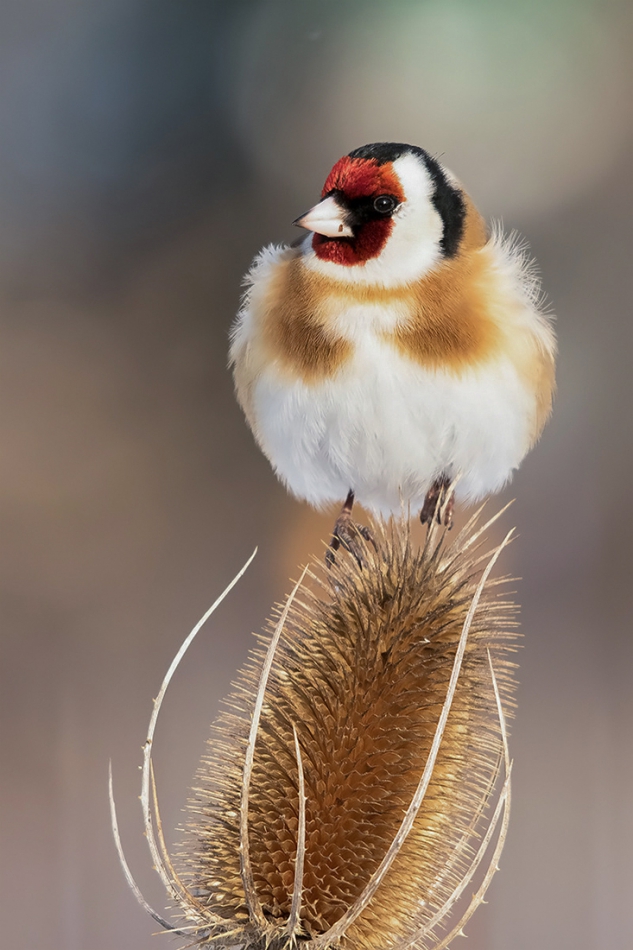 roman53 - . . Zdjęcie 283915