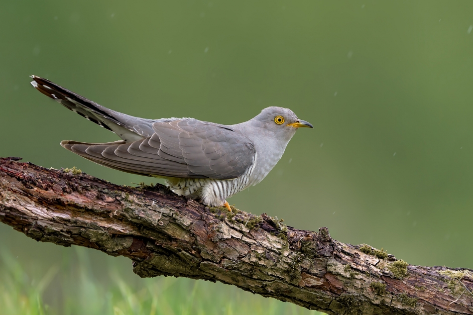 fotodam - Kuku. Kukułka (Cuculus canorus) Common Cuckoo . Zdjęcie 332301