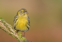 Kulczyk (Serinus serinus)