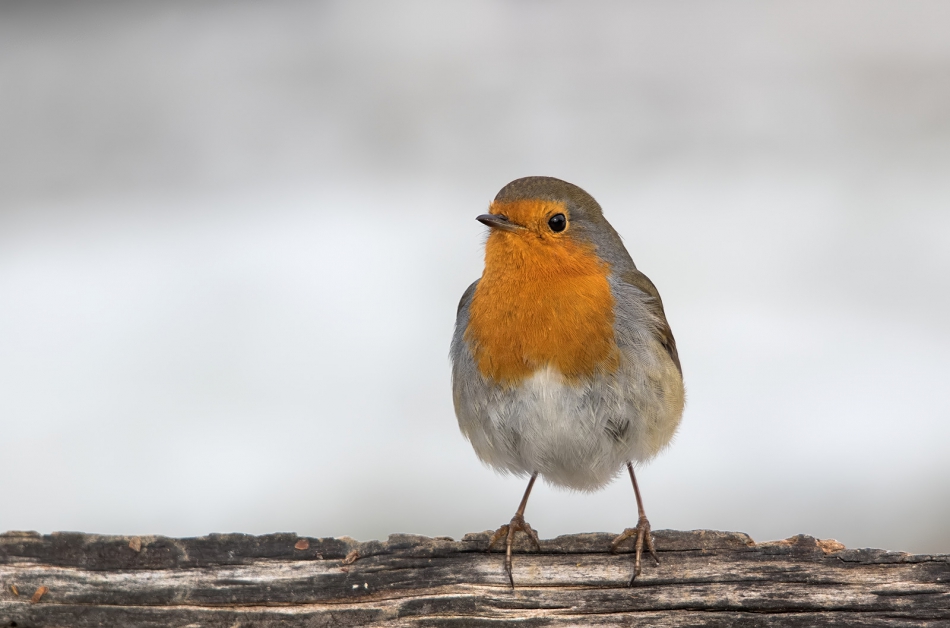 roman53 - Rudzik. . Zdjęcie 314652