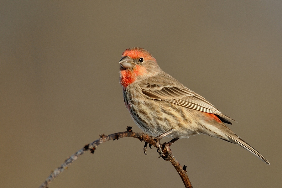 dudley - Dziwonia ogrodowa.. . Zdjęcie 114920