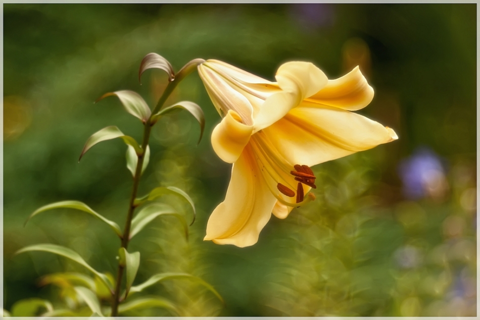 adestroyer - Lelija. . Zdjęcie 96001