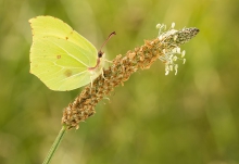 Cytrynek