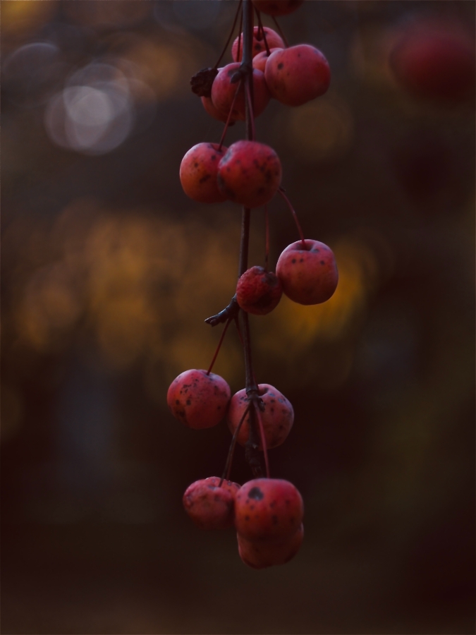 jesień . . Zdjęcie 336667