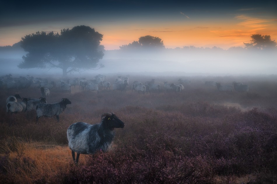 URODTONE WE MGLE. . Zdjęcie 338858