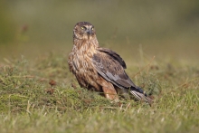 Błotniak stawowy 