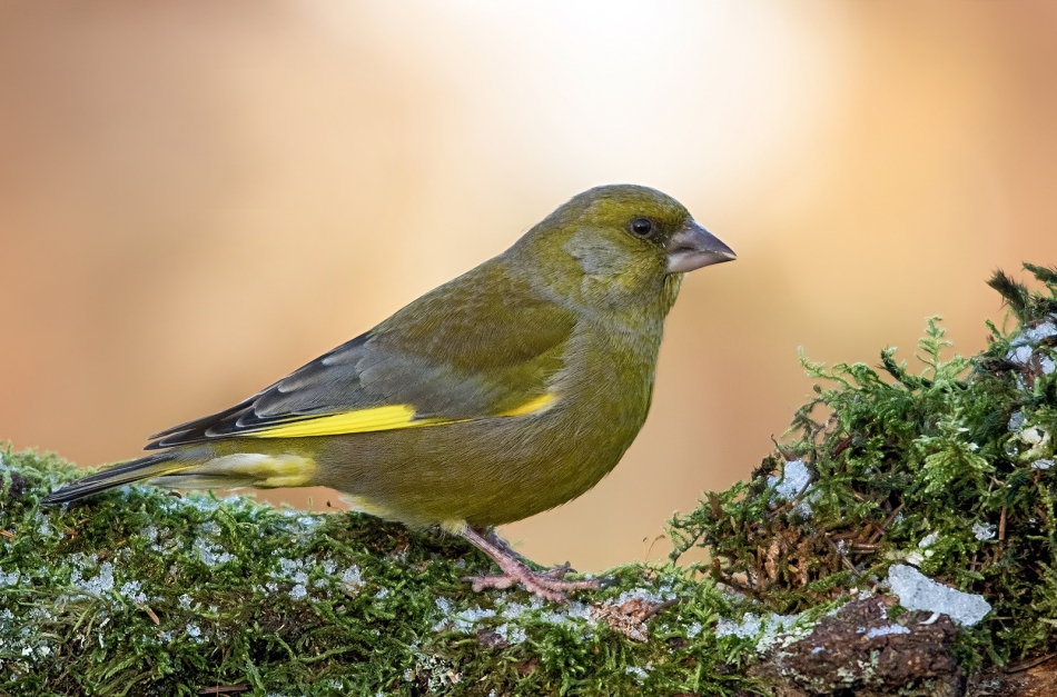 roman53 - . . Zdjęcie 296120