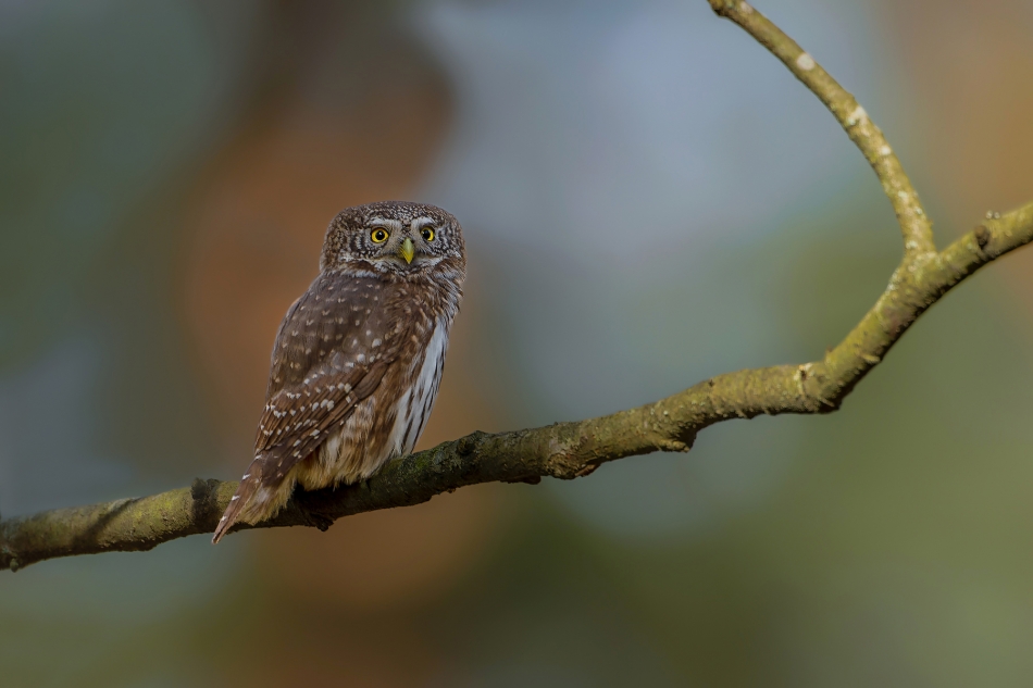 fotodam - Maleństwo. Sóweczka. Zdjęcie 322515