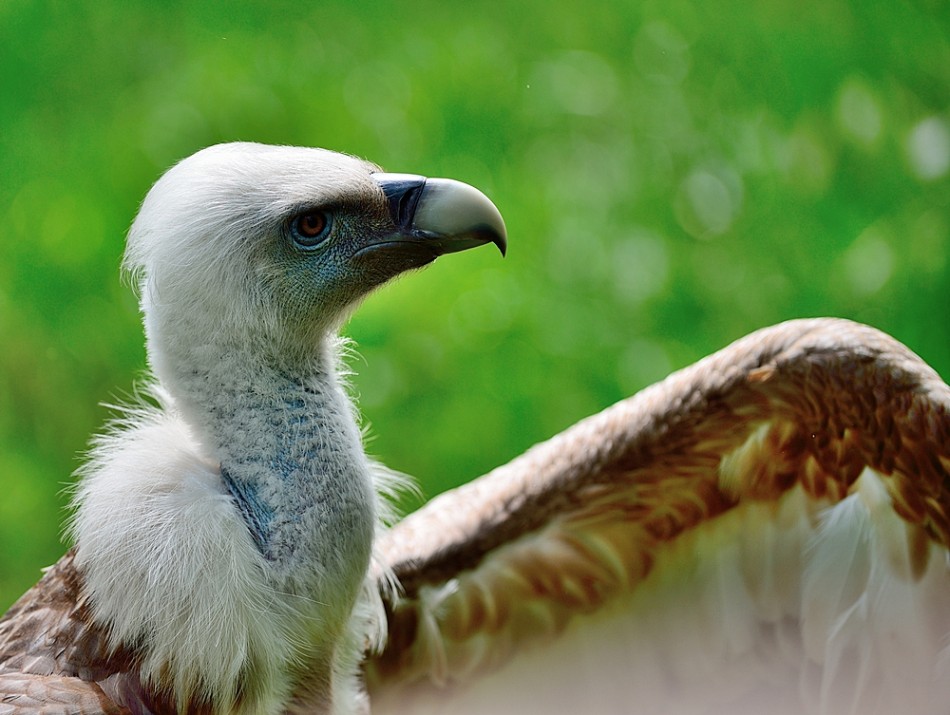 Sęp. . Zdjęcie 338789