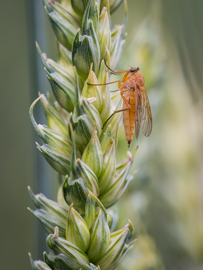 pekulka - . . Zdjęcie 310407