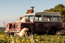 Silence of the goats