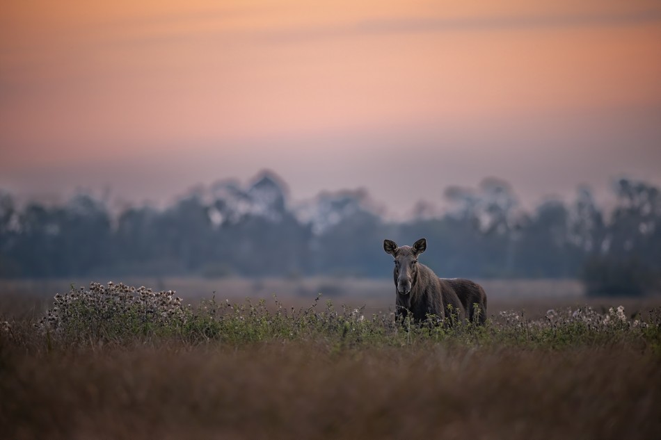 wyczekiwanie. . Zdjęcie 337559