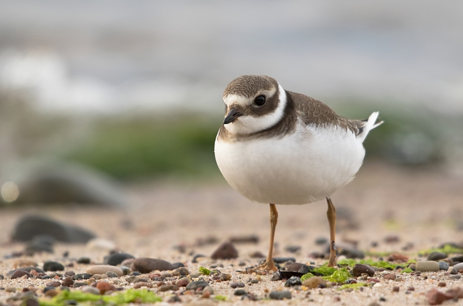 roman53 - Sieweczka obrożna. . Zdjęcie 306241
