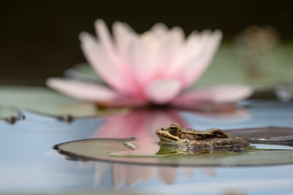 Prawie jak Calineczka. . Zdjęcie 338536