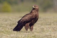 Orlik krzykliwy 