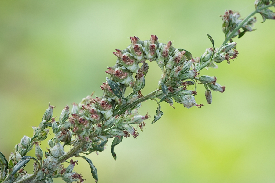 grzegorz - . . Zdjęcie 145534