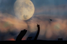 Nocne Sikorek Pogaduchy...
