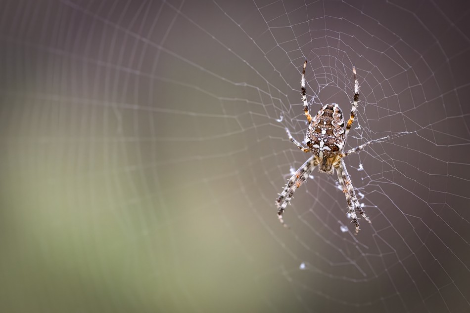 Krzyżak.         . Zdjęcie 338967