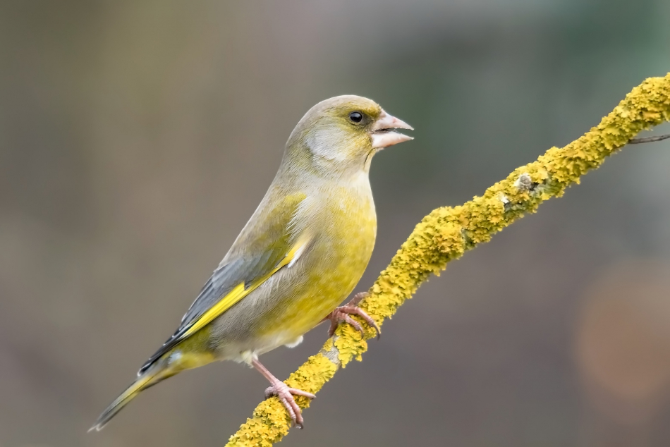 roman53 - . . Zdjęcie 281841