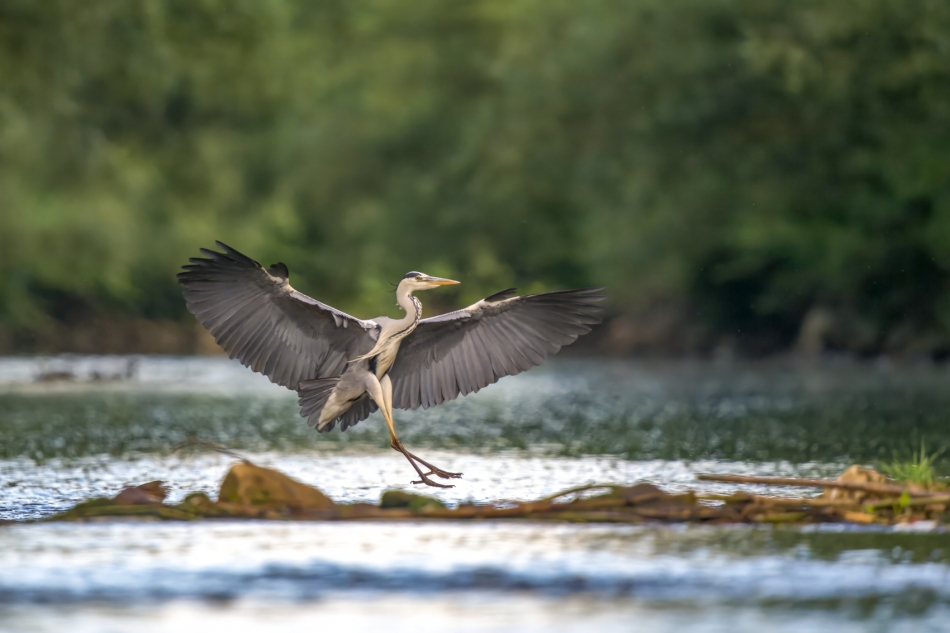 amigamedia - Lądowanie siwuchy. Czapla siwa (Ardea cinerea) Przyroda naszego regionu - Skoczów. Sony ILCE-1+Sony SEL200600G FE 200-600mm f/5.6-6.3 G OSS Przysłona: f/6,3; Czas ekspozycji: 1/1000 s; ISO: 2500; Ogniskowa: 600 mm.. Zdjęcie 324580