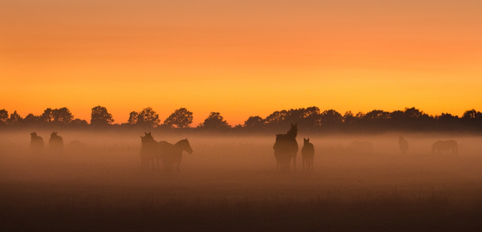 master95 - Złote konie. . Zdjęcie 222995