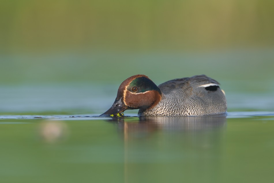 Na tafli wody. Cyraneczka (Anas crecca)  . Zdjęcie 339519