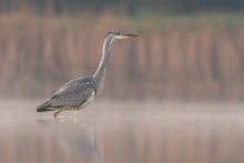 Siwa