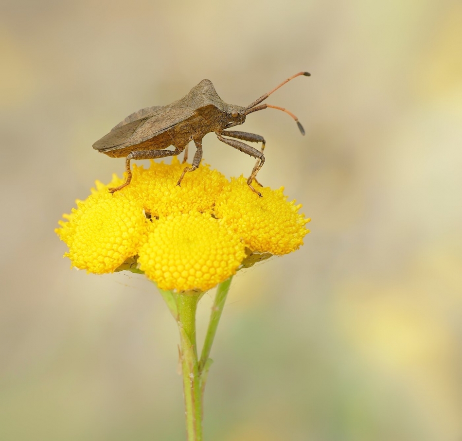 keni - Wtyk straszyk (Coreus marginatus). . Zdjęcie 326055