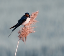 Jaskółka - portret