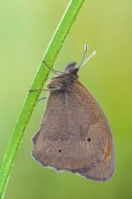 Maniola jurtina