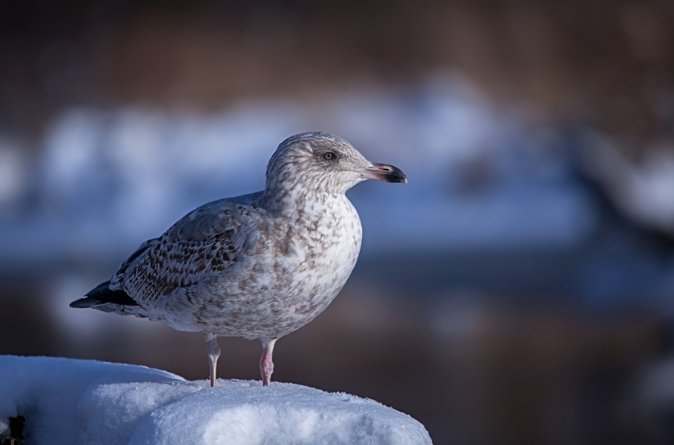 roman53 - . . Zdjęcie 297184