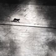 Black Cat...
