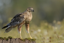 Błotniak stawowy 
