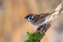 Mazurek