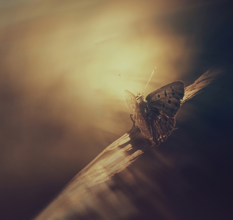 anamika - . . Zdjęcie 170171