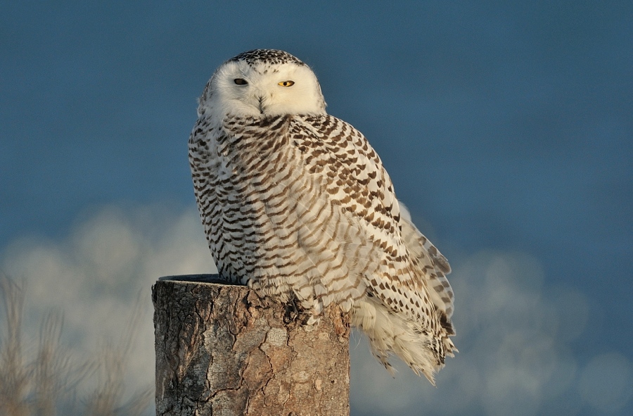 dudley - Snowy Owl.. . Zdjęcie 114080