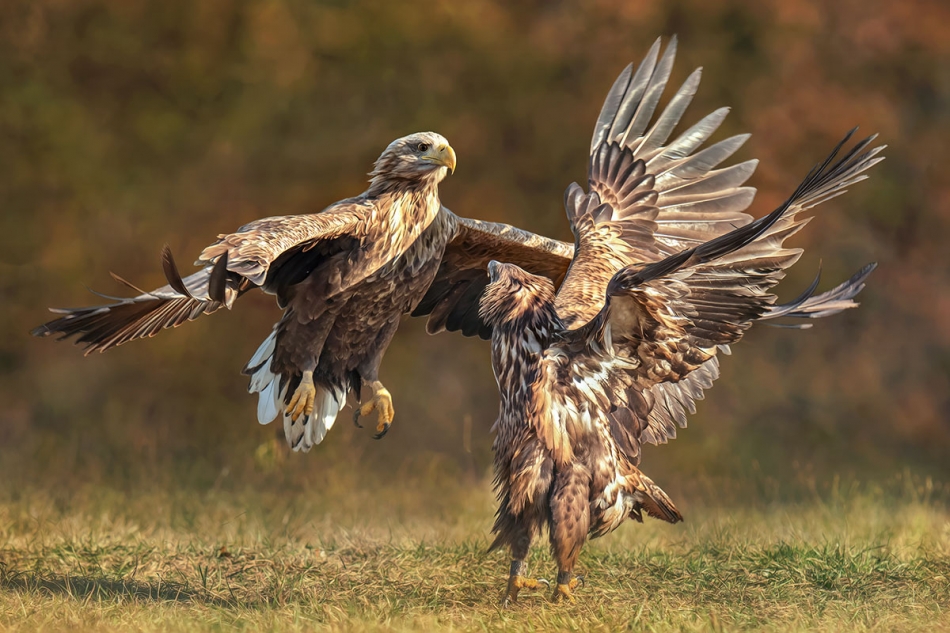 arkadiusz_fotografia - Bielik - jesienne potyczki. . Zdjęcie 328304