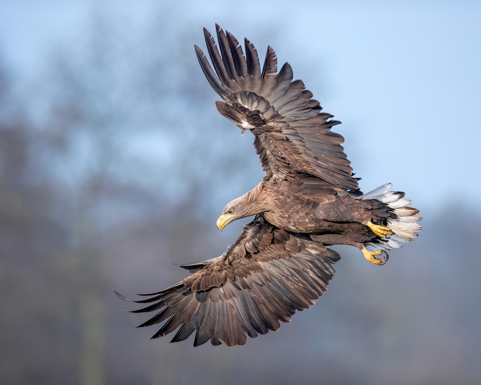 rybo_lub - Awers. . Zdjęcie 308896