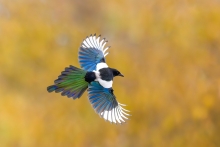Sroka, Eurasian Magpie ...