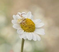 Thomisus onustus