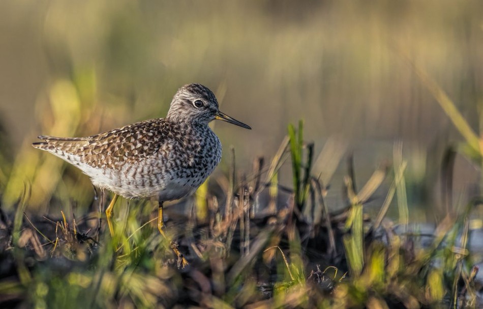 Łęczak. . Zdjęcie 338253