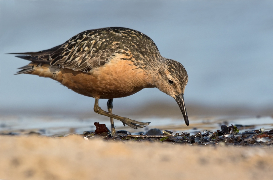 roman53 - Biegus rdzawy. . Zdjęcie 306290