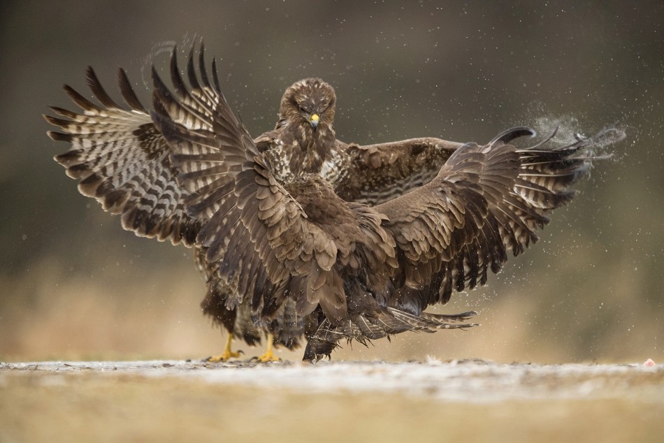 Zatańczymy?. . Zdjęcie 339194