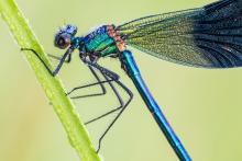 Calopteryx splendens 
