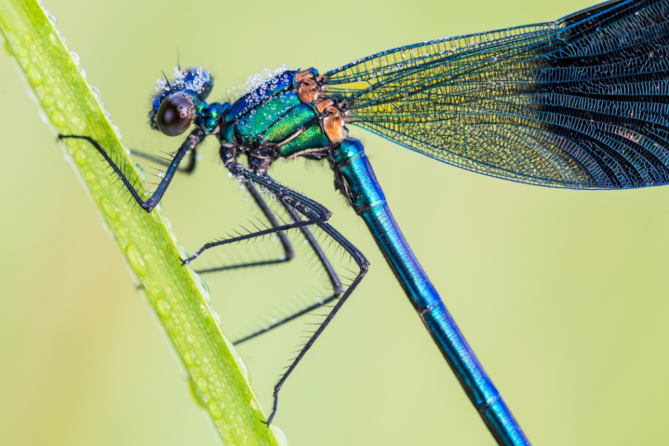 prajzner - Calopteryx splendens . Poproszę PE :). Zdjęcie 170251