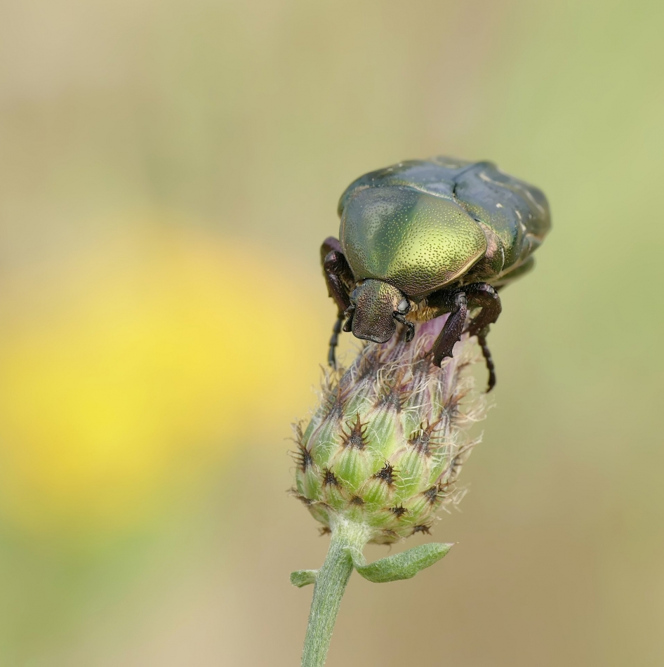 keni - Kruszczyca złotawka (Cetonia aurata). PE proszę.. Zdjęcie 317212
