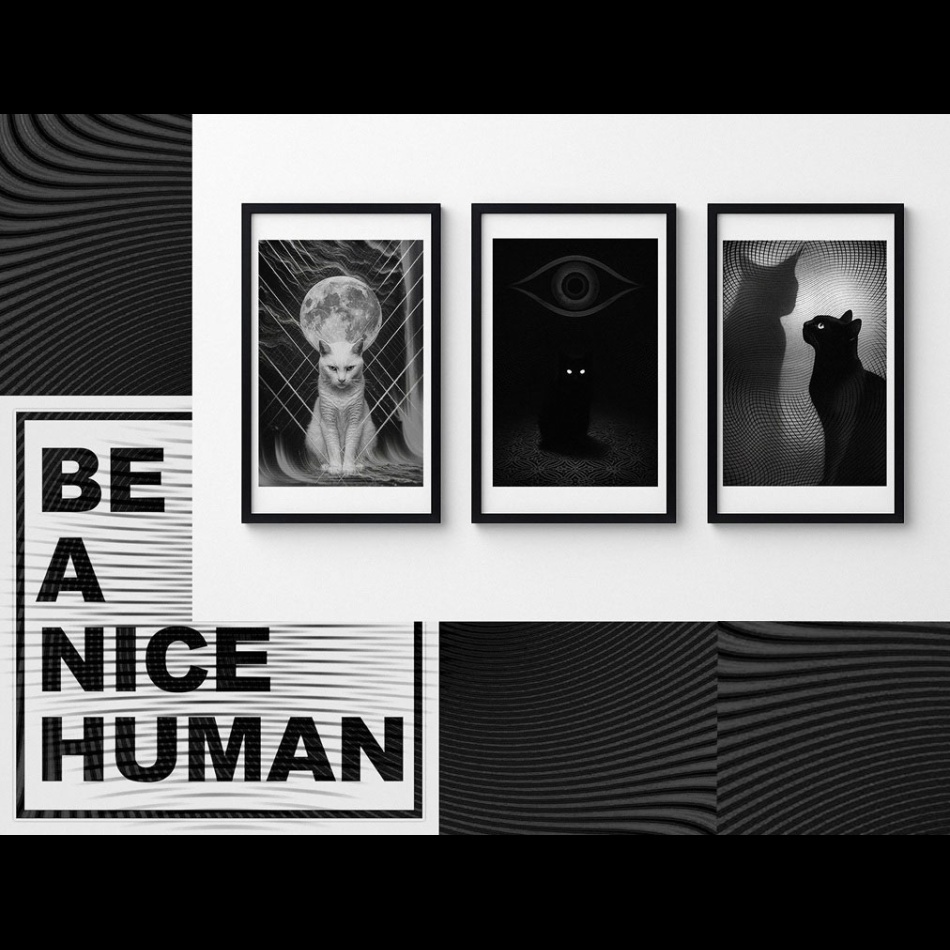 Koty. . Zdjęcie 337054