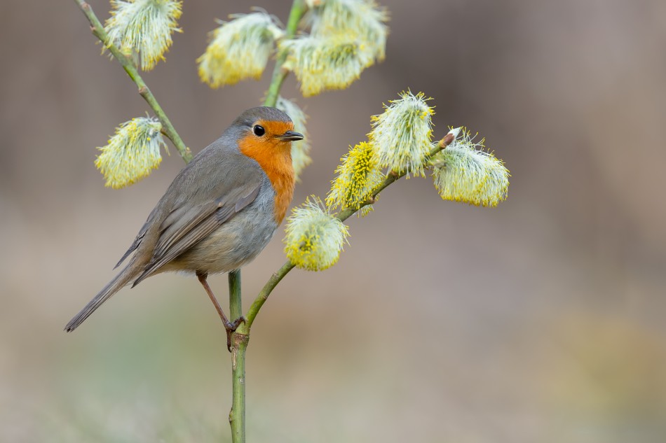 Wiosennie. Rudzik (Erithacus rubicola). Zdjęcie 339659