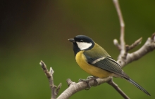 Parus major