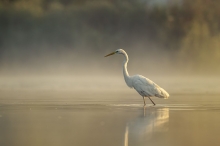Czapla biała